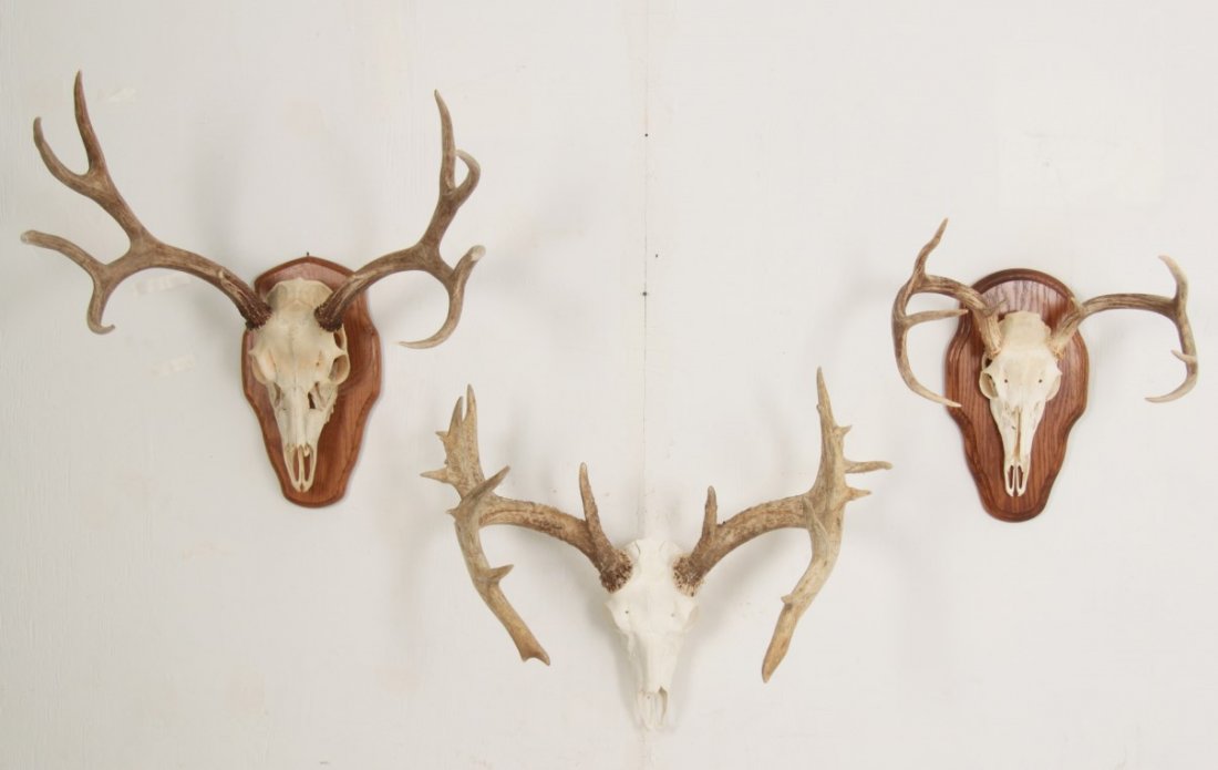 3 DEER ANTLER WALL MOUNTS (1 of 2)