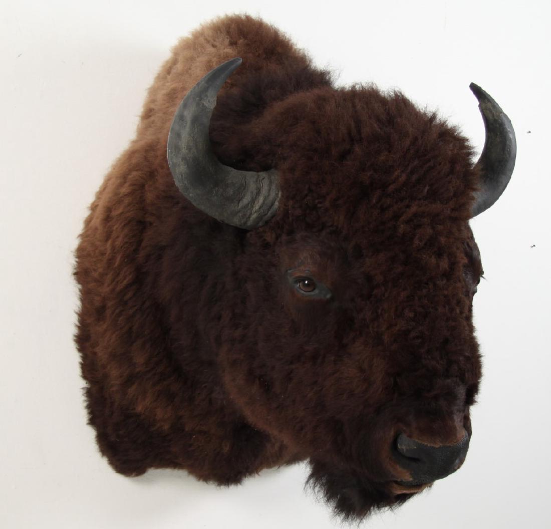 SHOULDER MOUNT TAXIDERMY OF AMERICAN BISON (1 of 3)