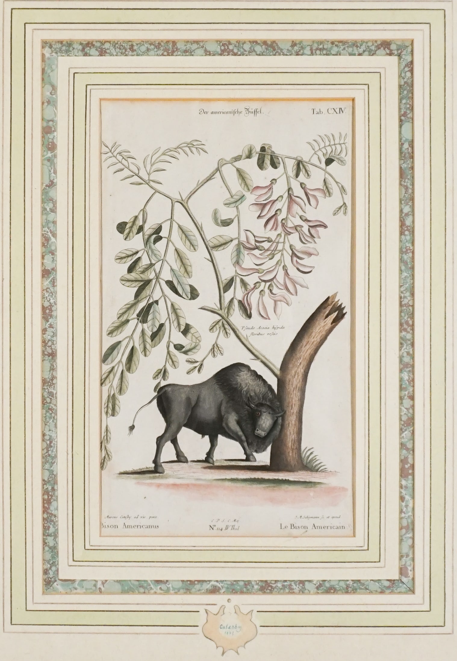 After Mark Catesby (British 1679-1749), Bison Americanus (Pl. 20), Etching with hand-coloring, Sight: After Mark Catesby(British, 1679-1749)Bison Americanus (Pl. 20)Etching with hand-coloring; apparently in good condition. Framed.*Sight size: 394 x 229 mm (15-1/2 x 9 in)