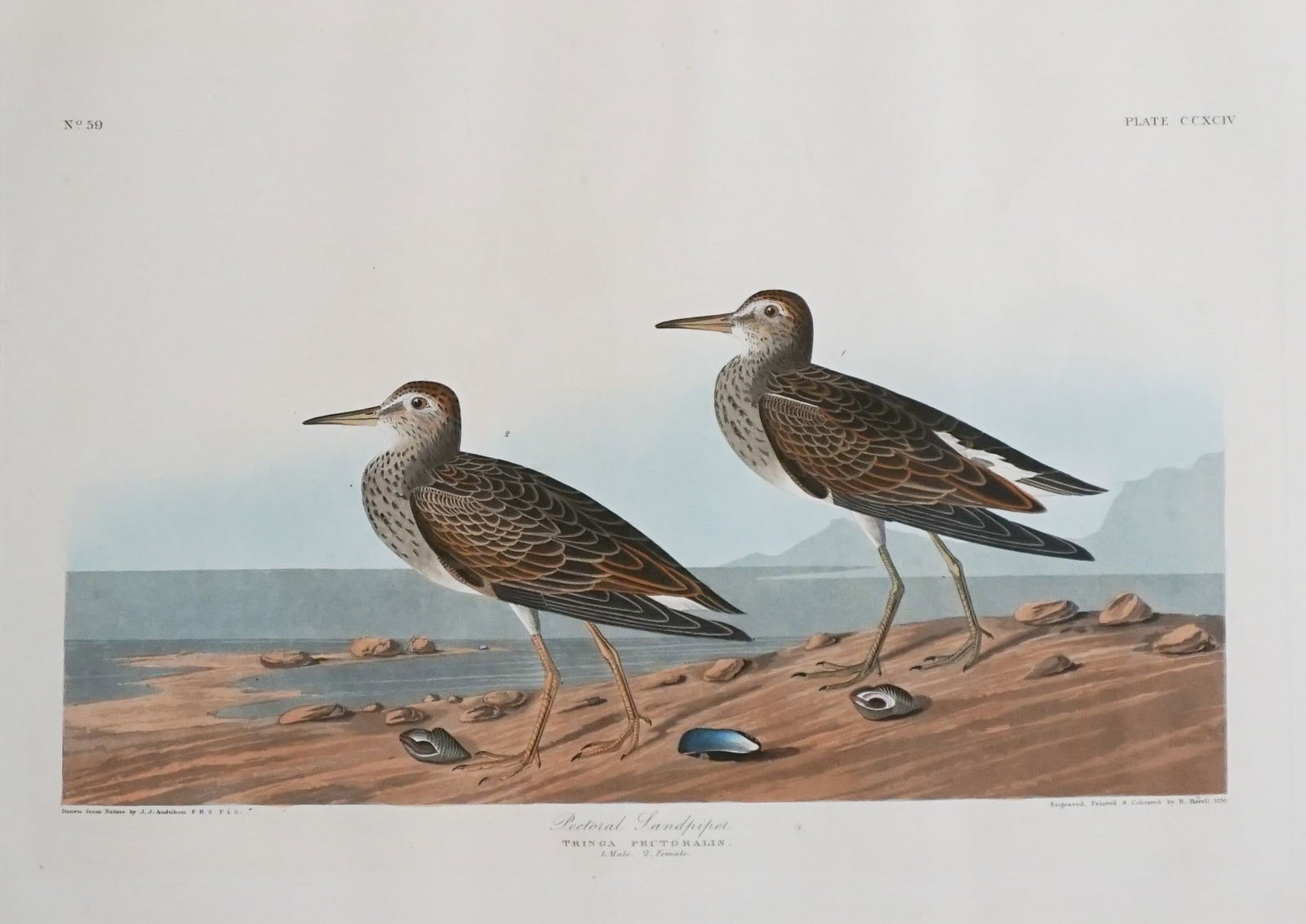 John James Audubon (American 1785-1851), Sandpiper and Wandering Shearwater: Two Works from 'Birds (1 of 4)