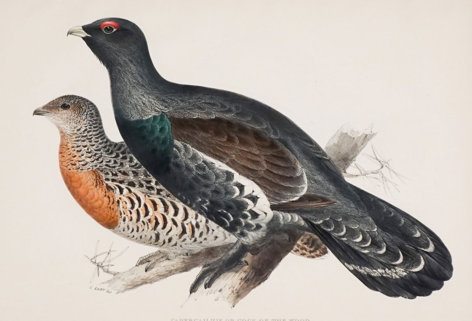 After Edward Lear, (British 1812-1888), Cock of the Woods and Black Grouse: Two Works, Each a: After Edward Lear(British, 1812-1888)Cock of the Woods and Black Grouse: Two WorksEach a lithograph with hand-coloringEach signed and titled in plate, published by Hullmandel, LondonSight size: 356 x
