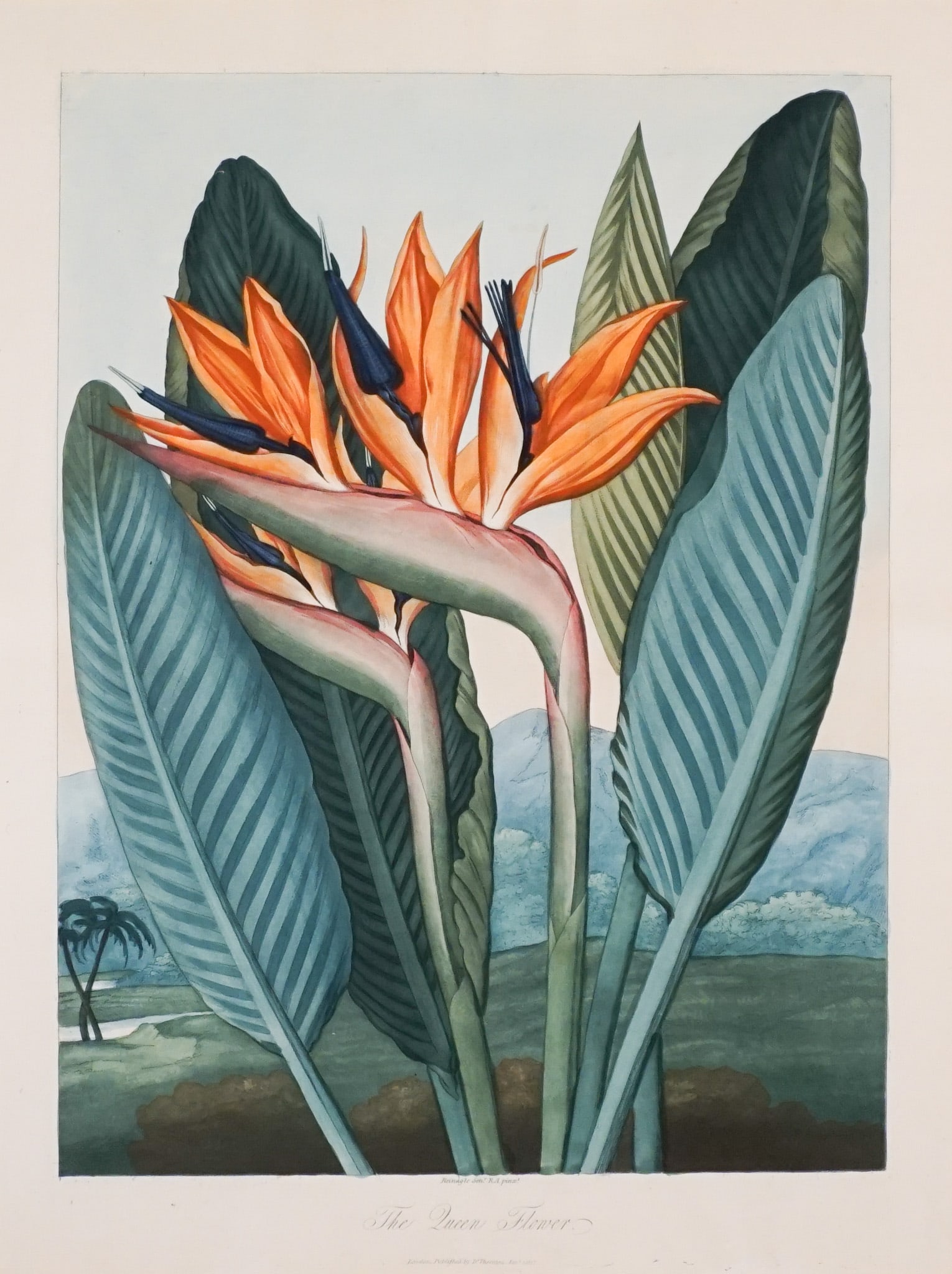 After Robert John Thornton (British 1768-1837), The Queen Flower, Aquatint, mezzotint, stipple and: After Robert John Thornton(British, 1768-1837)The Queen FlowerAquatint, mezzotint, stipple and engraving with hand-coloringSheet size (unframed): 603 x 483 mm (23-3/4 x 19 in)