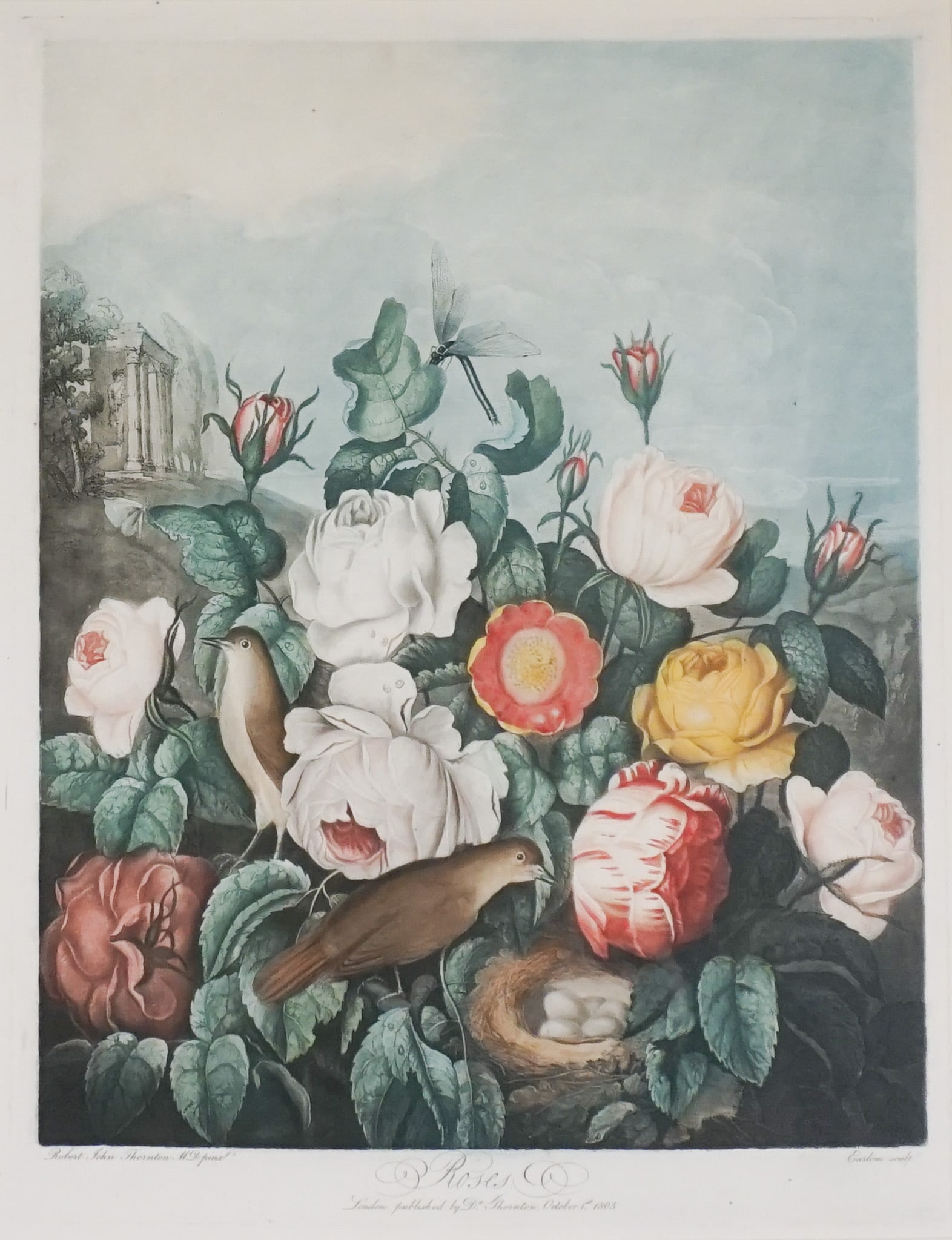 After Robert John Thornton (British 1768-1837), Roses, Mezzotint with hand-coloring on wove paper,: After Robert John Thornton(British, 1768-1837)RosesMezzotint with hand-coloring on wove paper, 1805Published by Dr. Thornton, October 1, 1805, LondonSight size: 495 x 387 mm (19-1/2 x 15-1/4 in); Fram