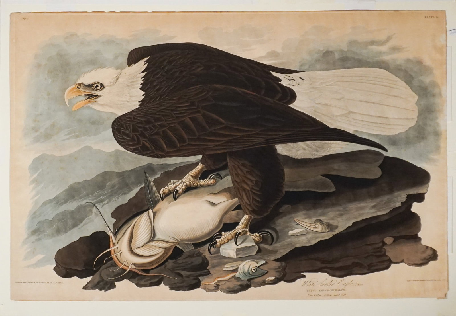 John James Audubon (American 1785-1851), White-Headed Eagle, Male (Pl. 31), Aquatint, engraving and: John James Audubon (American 1785-1851) White-Headed Eagle, Male (Pl. 31) Aquatint, engraving and etching with hand-coloring on wove paper, 1828, with the J. Whatman/ Turkey Mill watermark with top ha