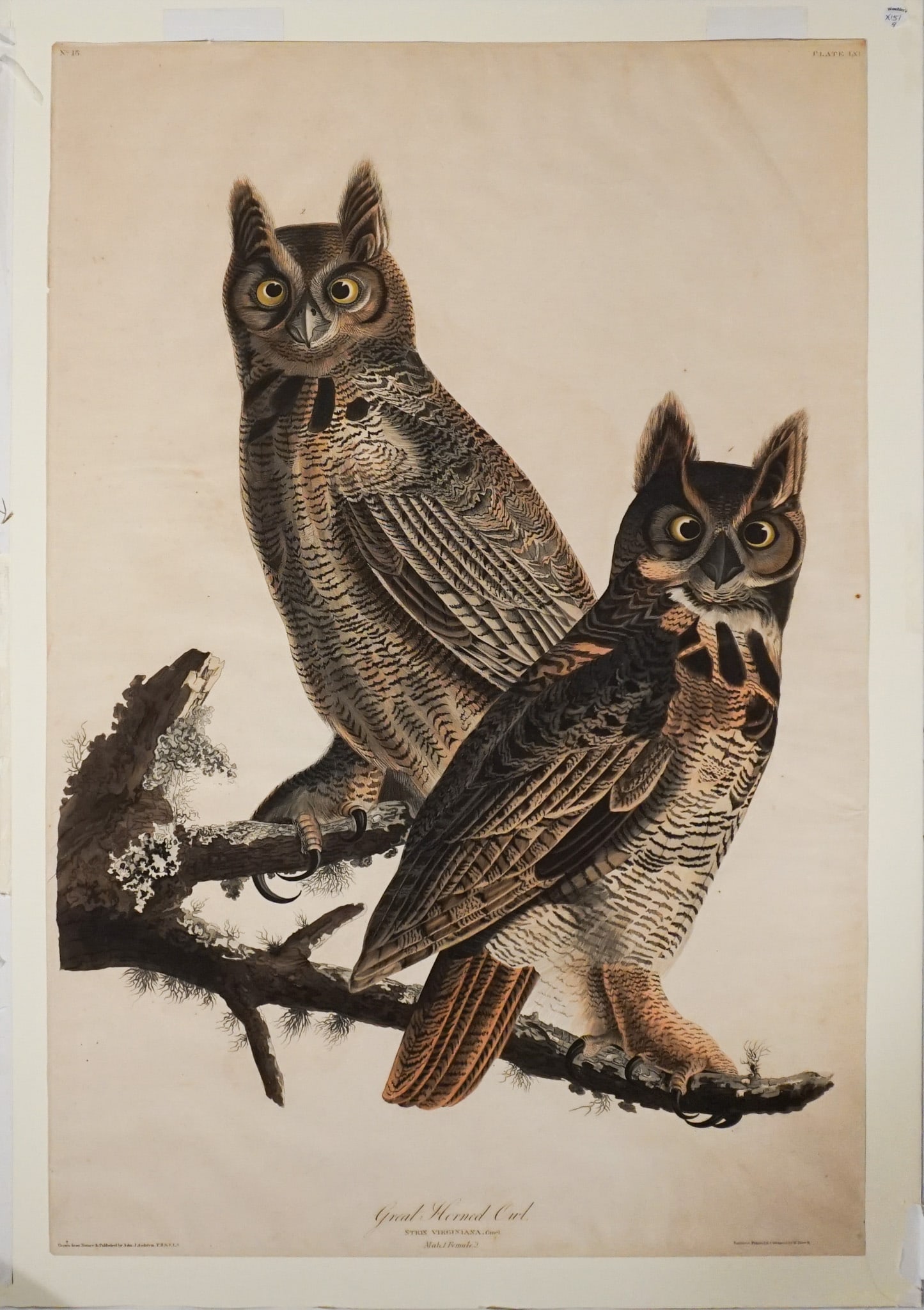 John James Audubon (American 1785-1851), Great Horned Owl (Pl. LXI), Aquatint, engraving and etching: John James Audubon (American 1785-1851) Great Horned Owl (Pl. LXI ) Aquatint, engraving and etching with hand-coloring on wove paper with the J. Whatman 1834 watermark, engraved, printed and colored b