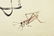 QI BAISHI: INK AND COLOR ON PAPER PAINTING 'GOURD' - 4