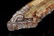 JADE CARVED - 8