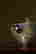 item-88353081=5