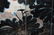 A GROUP OF FOUR CHINESE PAINTINGS OF LOTUS,ZHANG DAQIAN - 15