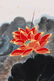 A GROUP OF FOUR CHINESE PAINTINGS OF LOTUS,ZHANG DAQIAN - 9