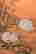 item-88616721=5