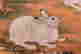 item-88616721=6