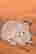 item-88616721=7