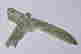 item-125769900=2