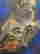 item-130247209=5