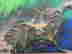 item-131345068=2