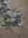 item-131850381=9