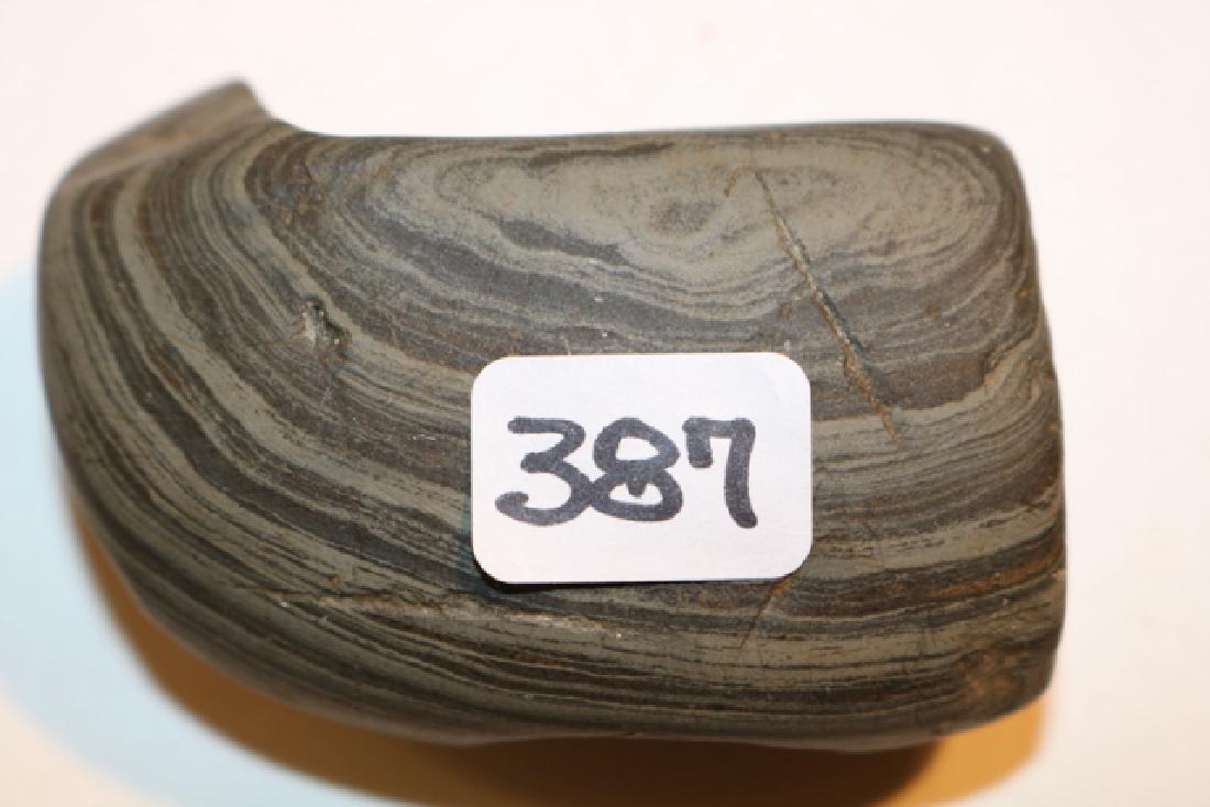 Banded Slate Geniculate (1 of 3)