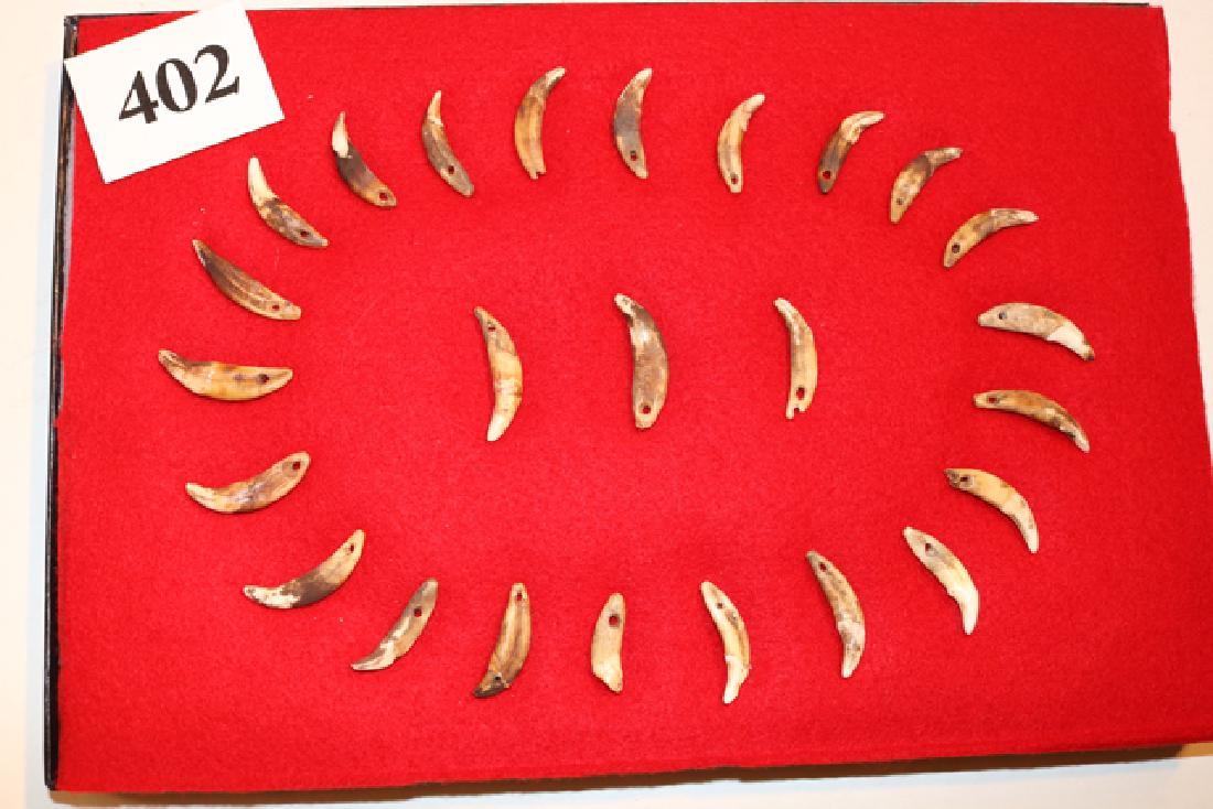 25 Drilled Canine Teeth: 8 x 12 Frame with 25 Drilled Canine Teeth from Glovers Cave, Kentucky – Ex. Vietzen Museum Coll.