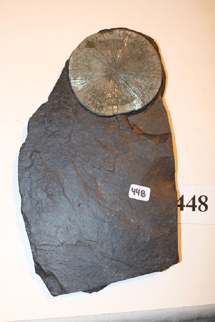 Pyritelzed Sand Dollar Fossil (1 of 1)