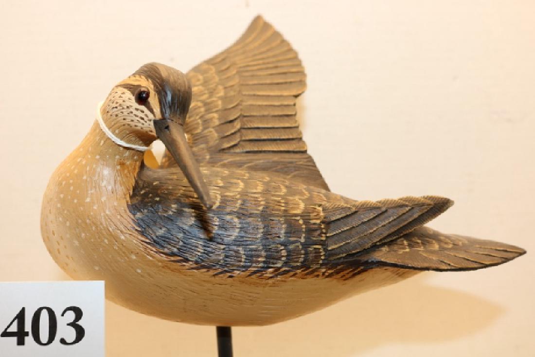 painted Godwit shore bird (1 of 3)