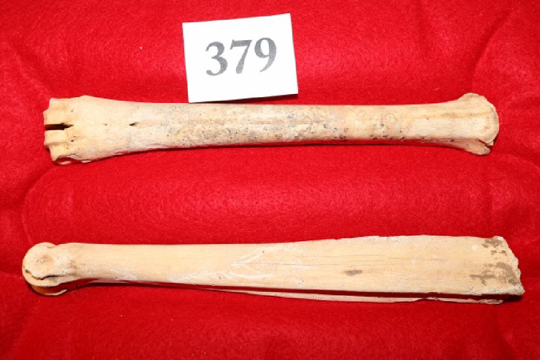 (2) Deer Leg Bones (1 of 1)