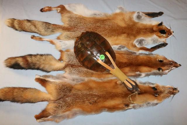 3 Fox Hides & Turtle Rattle (1 of 2)