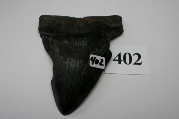 Fossilized Sharks Tooth