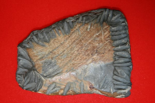 PREFORM SLATE