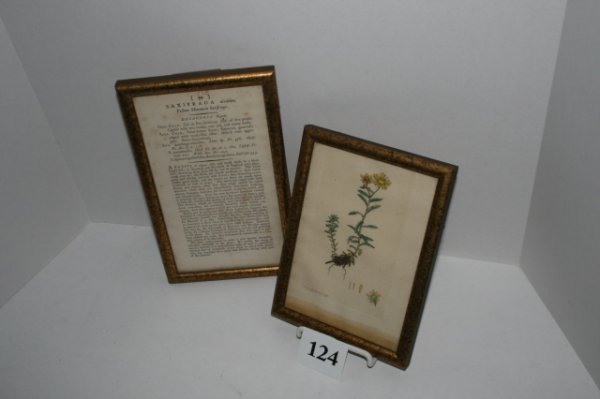 2 picture frames: 2 picture frames – 8" signed Sowerby Nov. 21, 1791 and 9 ½" Yellow Mountain Saxifrage