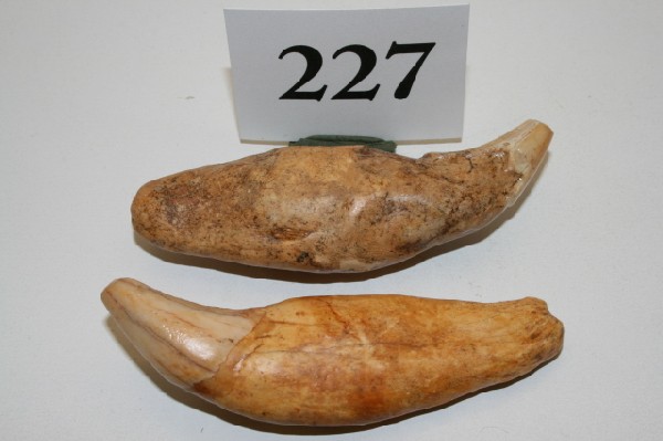 Giant Cave Bear Teeth: Pair Fossilized Giant Cave Bear Teeth – largest 3 3/4" Ural Mountains