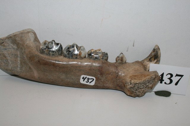 Fossilized Cave Bear Jaw: 9" Fossilized Cave Bear Jaw