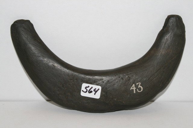 Banded Slate Crescent: 7" Large Undrilled Banded Slate Crescent – Clark Co. Ohio – Ex. Arthur Altick Coll.