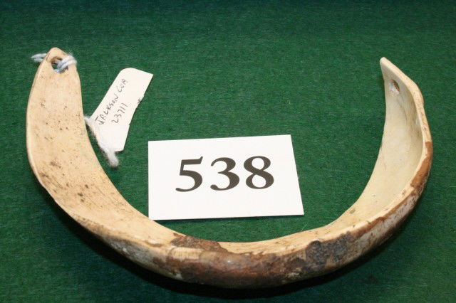 Conch Shell Gorget: 5 ¼" x 4" Conch Shell Gorget – Hiawasee Isle, Tenn. – Jackson C.O.A.