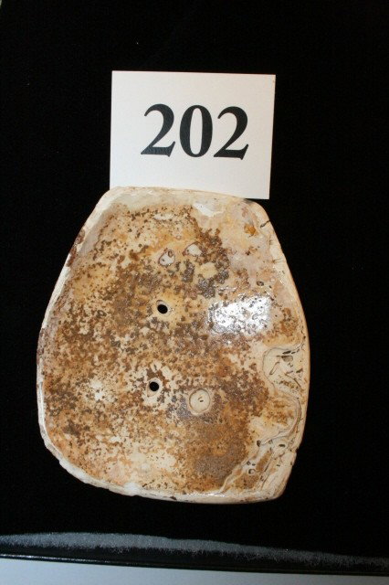 Shell Gorget - 3