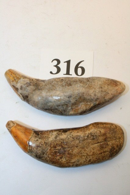 Fossilized Cave Bear Teeth: 4” Pair Fossilized Cave Bear Teeth