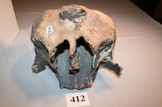 Fossilized Walrus Skull: 9 x 9 Fossilized Walrus Skull