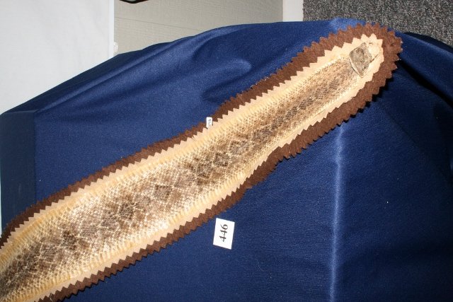 56” Rattle Snake Skin: 56” Rattle Snake Skin