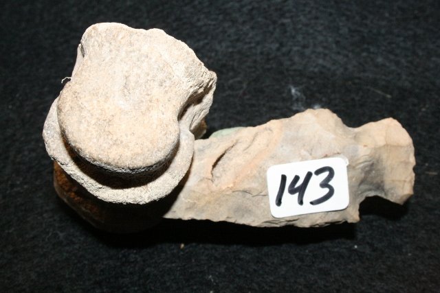 Animal Bone: Animal Bone with 3 3/8” Flint Arrowhead embedded it it – Son’s Farm, hardin Co. Ohio 1966