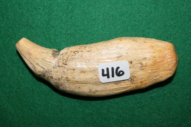 Prehistoric Cave Bear Tooth: 4 ¼” Prehistoric Cave Bear Tooth