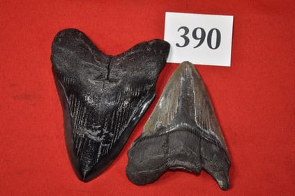 (2) Megaladon Shark Teeth