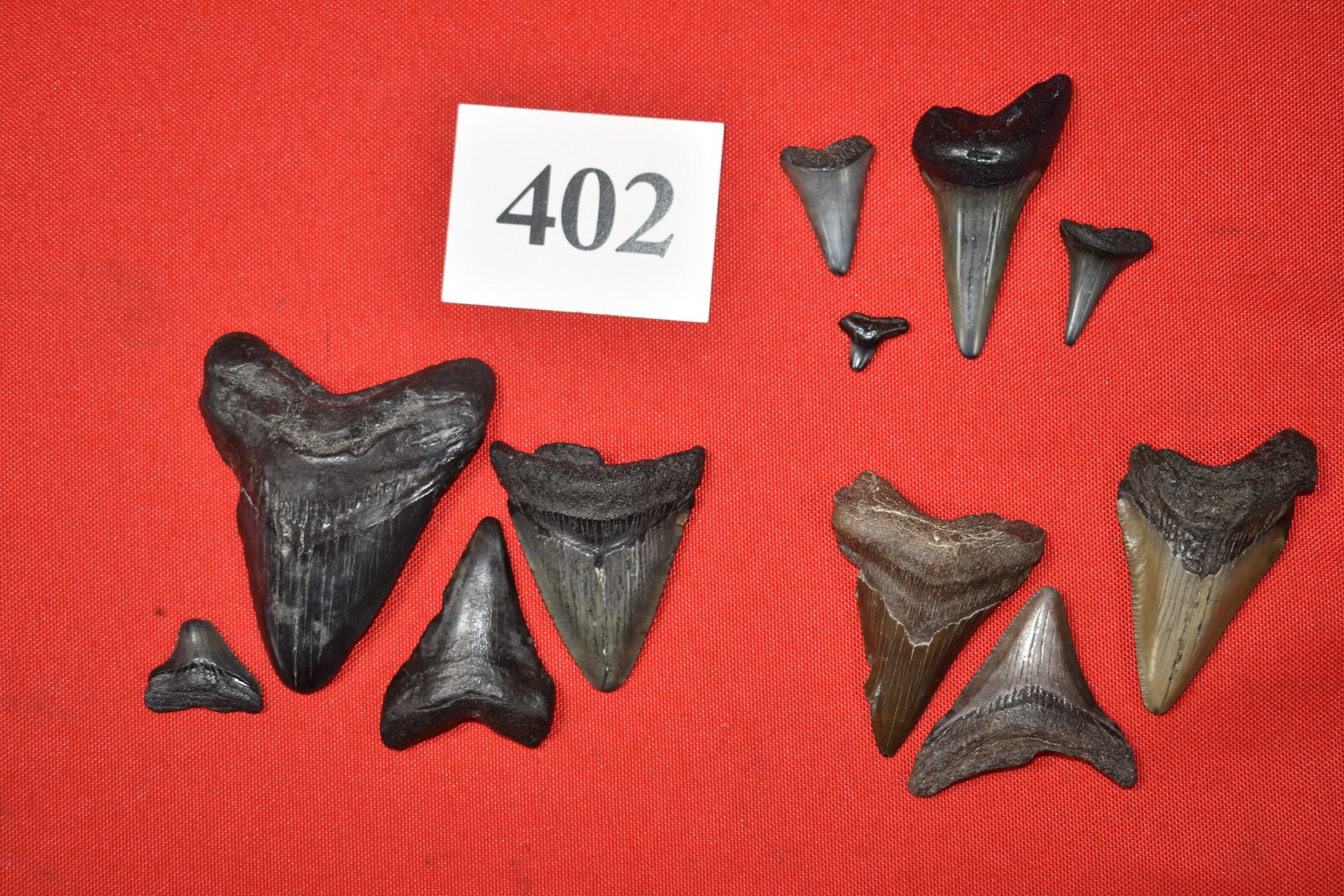 (11) Fossil Shark Teeth: (11) Fossil Shark Teeth, seven are megalodon and four are mako
