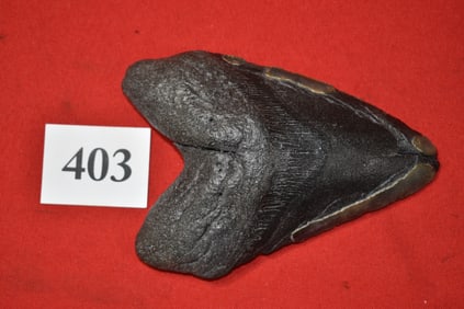 6.09” Megaloden Shark Tooth