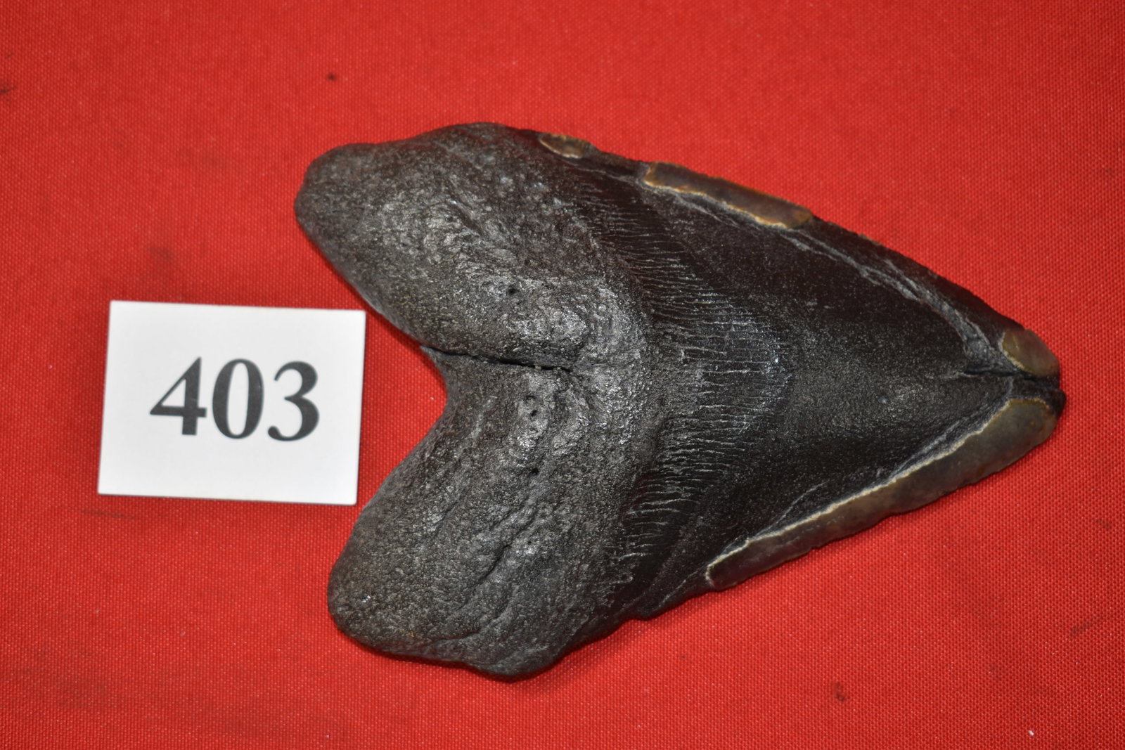 6.09” Megaloden Shark Tooth: 6.09” Megaloden Shark Tooth