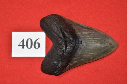 4.87” Megalodon Shark Tooth