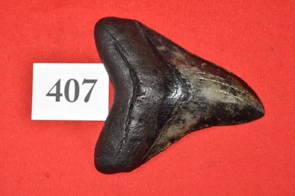 4.97” Megalodon Shark Tooth