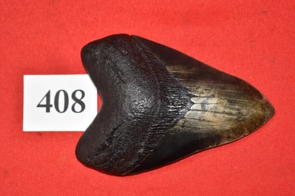 5.24” Megalodon Shark Tooth