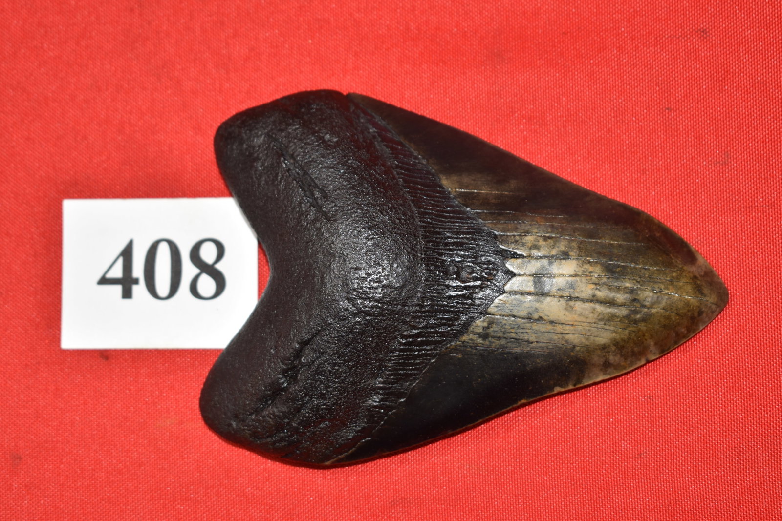 5.24” Megalodon Shark Tooth: 5.24” Megalodon Shark Tooth