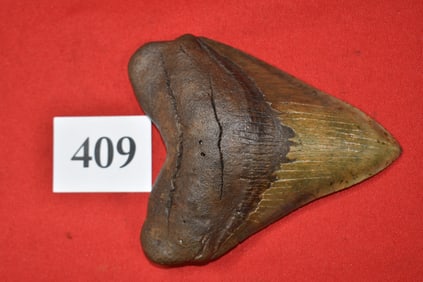 5.51” Megalodon Shark Tooth