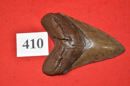 5.59” Megalodon Shark Tooth
